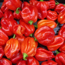 Myth Busting: Spicy and Acidic Foods and GI Health